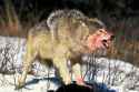 north-american-grey-wolf-canis-lupus-occidentalis-adult-on-a-kill-bloody-face-canada[1]