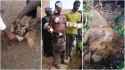 Shocking-as-Ugandan-Man-kills-lion-with-his-bare-hands-in-brutal-fight