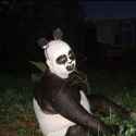Blursed_panda
