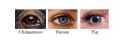 eyes