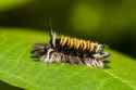 Milkweed-Tiger-Moth-Caterpillars-768x512