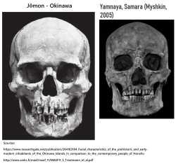 Jōmon yamnaya skull shape japanese connection genetic 2