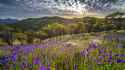 nature-landscape-trees-plants-flowers-clouds-sky-Sun-purple-flower-mountains-Australia-1812925