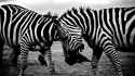Zebras (1)