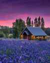 Lavender, Daylesford