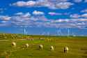 sheep-german-windpower