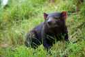 tasmanian-devil-tasmania-australia