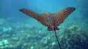 Spotted Eagle Ray