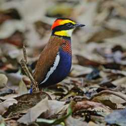 banded pitta