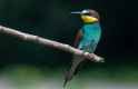 bee eater italy