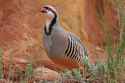 chukar