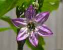 Purple_Jalapeno_0082_L