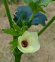 Okra_0060_L