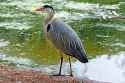 great blue heron