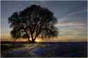 tree and sunset field