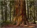 redwood nat park