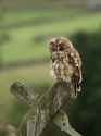 tawny owl