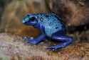 blue poison dart frog Dendrobates_azureus_qtl1