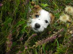 collie puppy