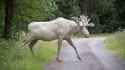 Albino Moose