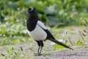 magpie