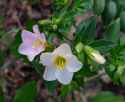 Polemonium carneum