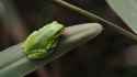 tree frog belgium