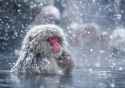 snow_monkey