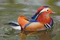 mandarin duck