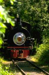 IMAGE195JPGSteam Train in Trees