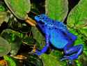 Dendrobates_azureus_(Dendrobates_tinctorius)_Edit