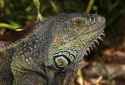 Iguana_iguana_male_head