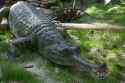 Indian_Gharial_Crocodile_Digon3