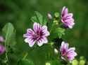 purple malva germany