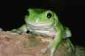 green tree frog