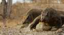 Komodo Dragons