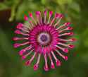 Osteospermum_Flower_Power_Spider_Purple_2134px