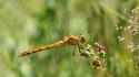 common darter england