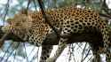 Leopard In Tree