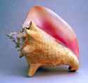 conch