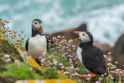 PUFFINS I LOVE PUFFINS