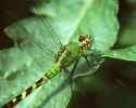 eastern pondhawk