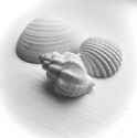 shells assort