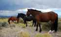 horses of the west