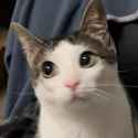 MonkeyCatLuna