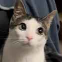 MonkeyCatLunaa
