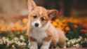 corgi