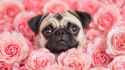 pug