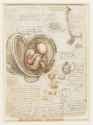 Leonardo_da_Vinci_-_RCIN_919102,_Recto_The_fetus_in_the_womb