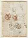 Leonardo_da_Vinci_-_RCIN_919101,_Recto_The_fetus,_and_the_muscles_attached_to_the_pelvis